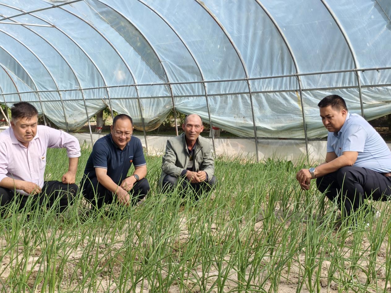 小拱棚拓宽增收路 特色种植赋能乡村振兴图片1.jpg